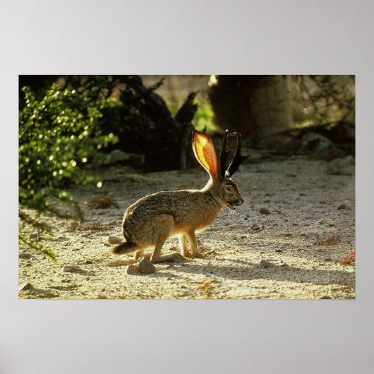 Westerne jachalope poster (Voorkant)