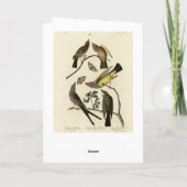 Westerne Kingbird, enz. - Amerikaanse vogels van A Kaart (Achterkant)