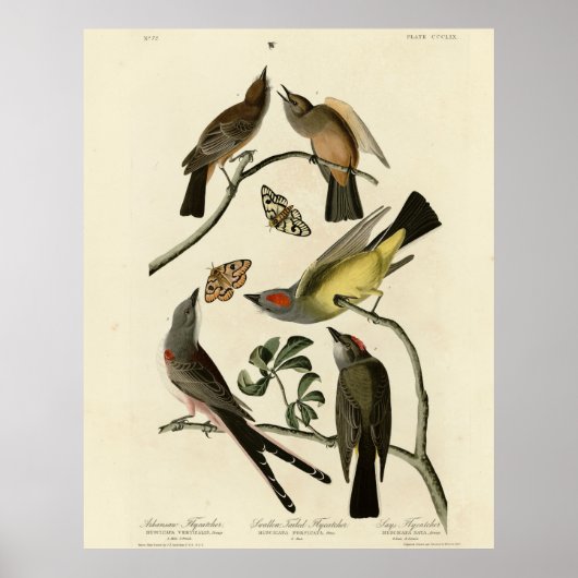 Westerne Kingbird, enz. - Amerikaanse vogels van A Poster (Voorkant)