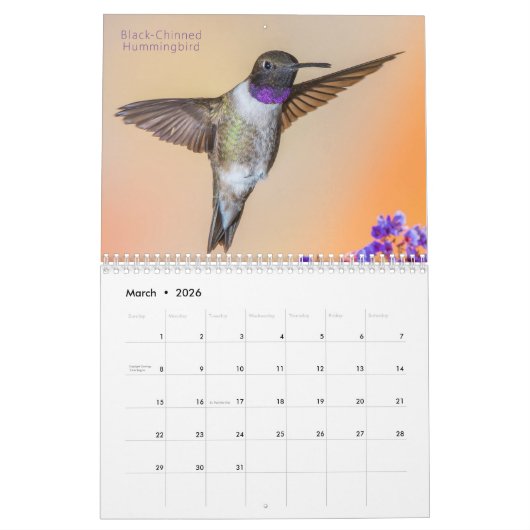 Westerne kolibrie fotografie kalender (Mar 2026)