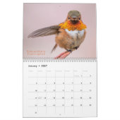 Westerne kolibrie fotografie kalender (Jan 2027)