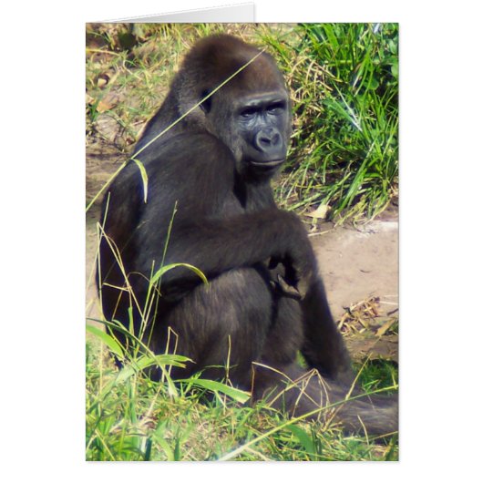 Westerne Lowland Gorilla (Voorkant)