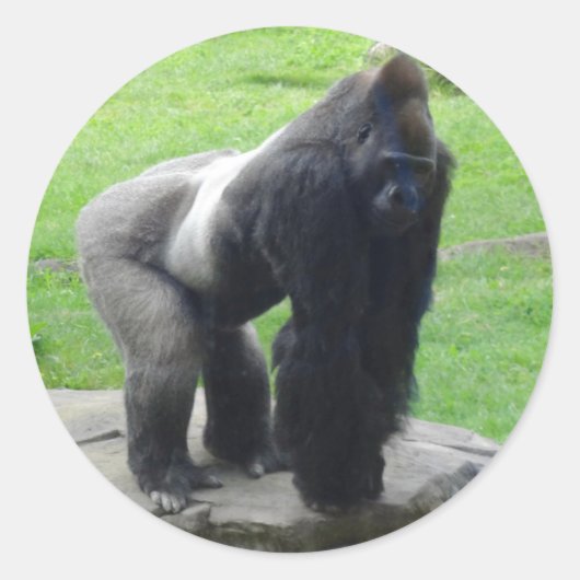 Westerne Lowland Gorilla #1 Stickers (Voorkant)