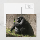 Westerne Lowland Gorilla Briefkaart (Voorkant / Achterkant)