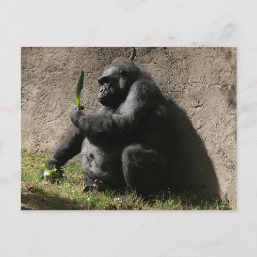 Westerne Lowland Gorilla Briefkaart (Voorkant)