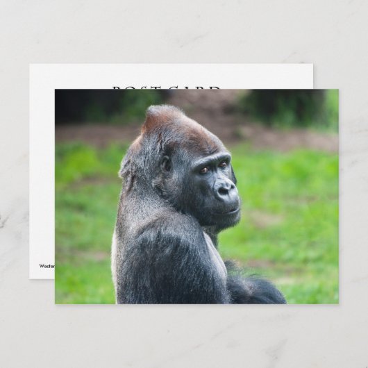 Westerne Lowland Gorilla Briefkaart (Voorkant / Achterkant)