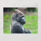 Westerne Lowland Gorilla Briefkaart (Voorkant)