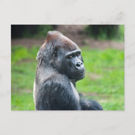 Westerne Lowland Gorilla Briefkaart (Voorkant)