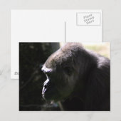 Westerne Lowland Gorilla Briefkaart (Voorkant / Achterkant)