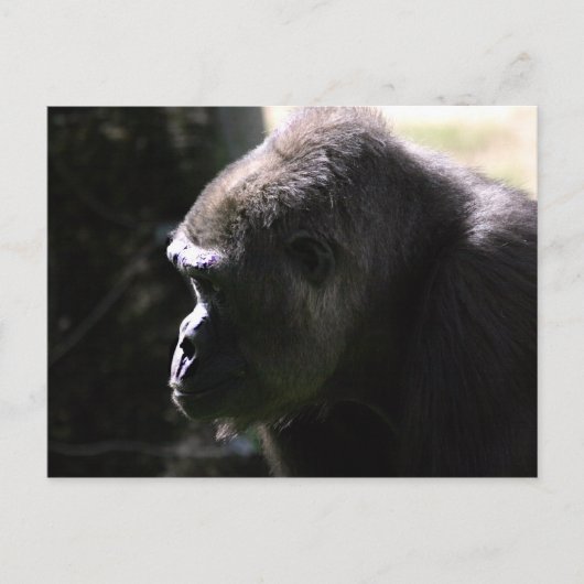 Westerne Lowland Gorilla Briefkaart (Voorkant)