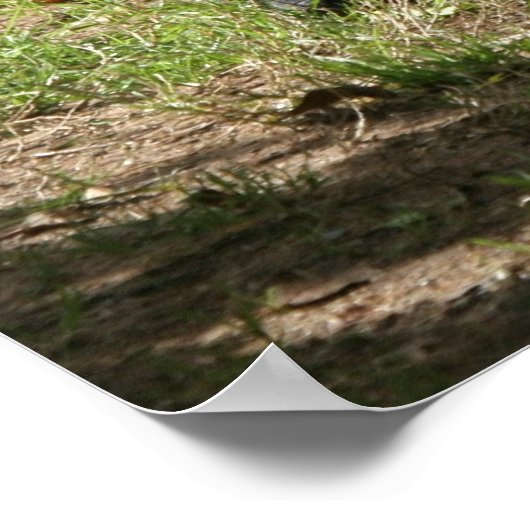 Westerne Lowland Gorilla Poster (Hoek)