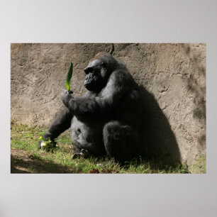 Westerne Lowland Gorilla Poster