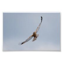 Westerne marsh harrier-foto afdrukken
