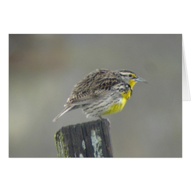 Westerne Meadowlarikaart (Voorkant Horizontaal)