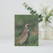 Westerne Meadowlark Briefkaart (Staand voorkant)