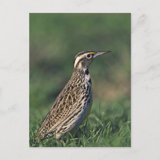 Westerne Meadowlark Briefkaart (Voorkant)