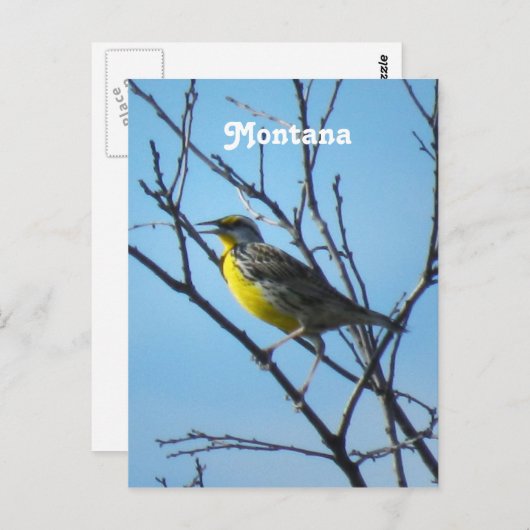 Westerne Meadowlark Briefkaart (Voorkant / Achterkant)