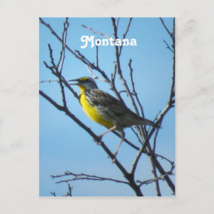 Westerne Meadowlark Briefkaart
