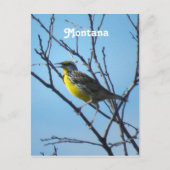 Westerne Meadowlark Briefkaart (Voorkant)