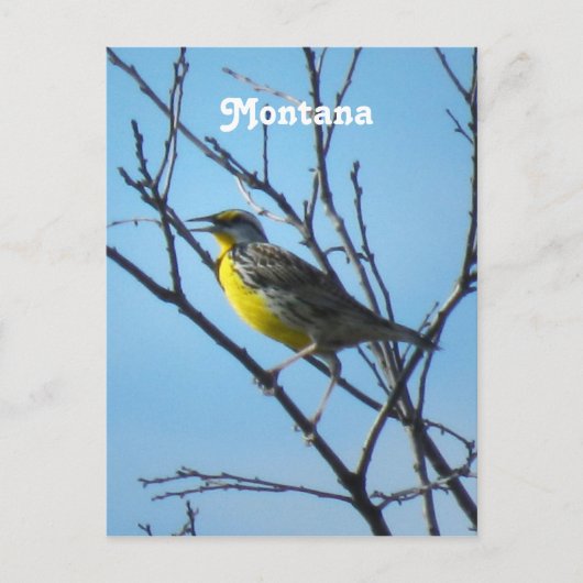 Westerne Meadowlark Briefkaart (Voorkant)