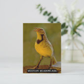 Westerne Meadowlark (Kansas, Montana, Nebraska) Briefkaart (Staand voorkant)