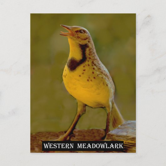 Westerne Meadowlark (Kansas, Montana, Nebraska) Briefkaart (Voorkant)