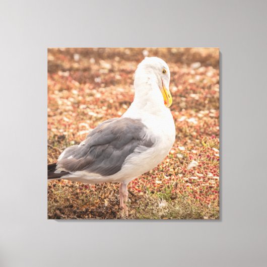 Westerne meeuw canvas afdruk (Voorkant)