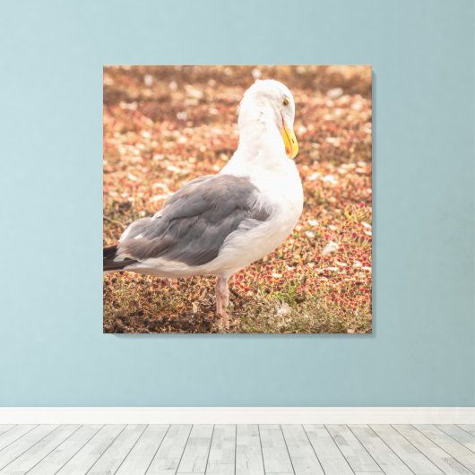 Westerne meeuw canvas afdruk (Insitu (Houten vloer))