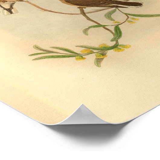 Westerne  microeca Bird  print (Hoek)