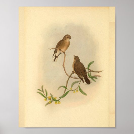 Westerne  microeca Bird  print (Voorkant)