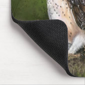 Westerne Muismat van Barn Owl (Hoek)