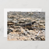 Westerne omheining hazard briefkaart (Voorkant / Achterkant)