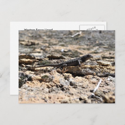 Westerne omheining hazard briefkaart (Voorkant / Achterkant)