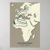 Westerne Osprey-migratiekaart – minimalistische Vi Poster (Voorkant)