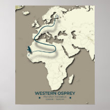 Westerne Osprey-migratiekaart – minimalistische Vi