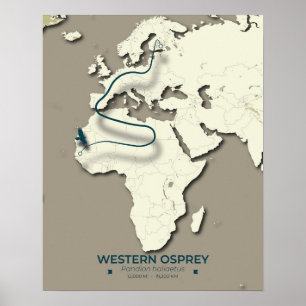 Westerne Osprey-migratiekaart – minimalistische Vi Poster