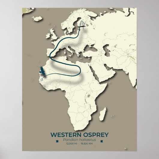 Westerne Osprey-migratiekaart – minimalistische Vi Poster (Voorkant)