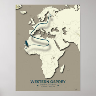 Westerne Osprey-migratiekaart – minimalistische Vi Poster