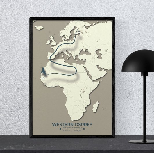 Westerne Osprey-migratiekaart – minimalistische Vi Poster