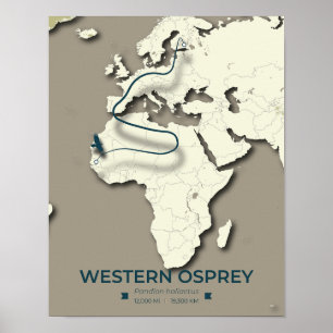 Westerne Osprey-migratiekaart – minimalistische Vi Poster