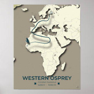 Westerne Osprey-migratiekaart – minimalistische Vi Poster