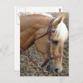 Westerne Palomino Briefkaart (Voorkant / Achterkant)