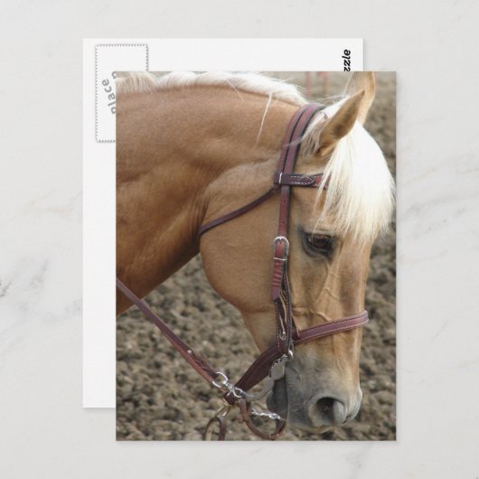Westerne Palomino Briefkaart (Voorkant / Achterkant)