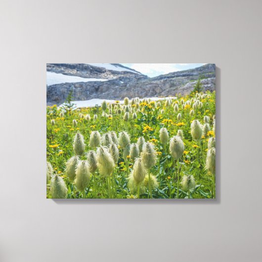 Westerne Pasqueflower | Oost-Kootenay-gebergten Canvas Afdruk (Voorkant)