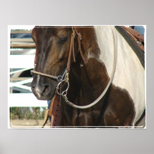 Westerne Pinto-Pony Poster (Voorkant)