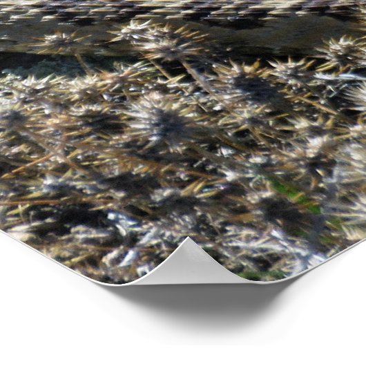 Westerne Rattlesnake Poster (Hoek)