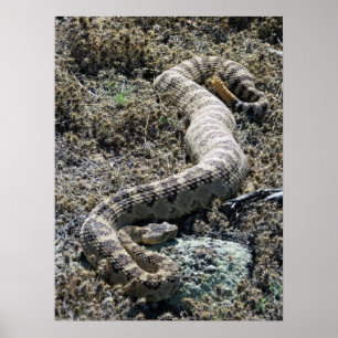 Westerne Rattlesnake Poster
