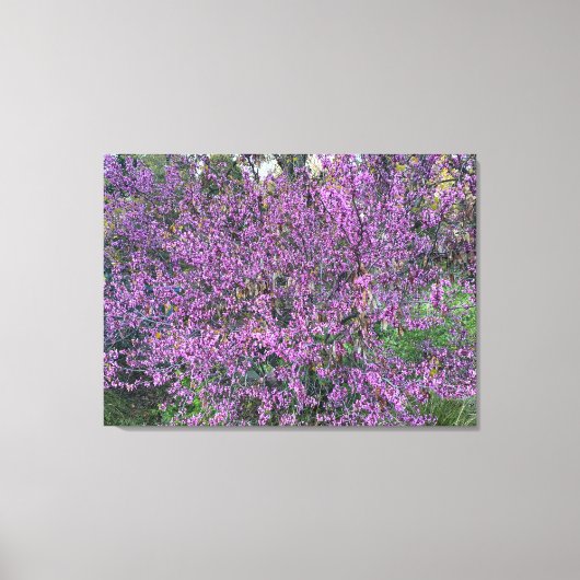 Westerne Redbud Canvas Afdruk (Voorkant)