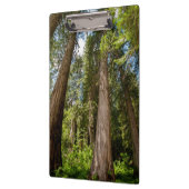 Westerne rode cedar-bomen klembord (Links)