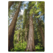 Westerne rode cedar-bomen klembord (Achterkant)